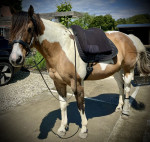 Barebackpad Support S/M op een Paint