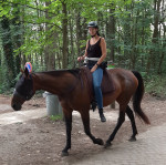 Barebackpad Support S/M donkerbruin op een draver