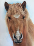 Pastelkrijt op aquarelpapier 
