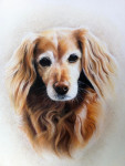 Pastelkrijt op aquarelpapier 