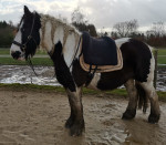 Barebackpad Support S/M vaalzwart op een tinker