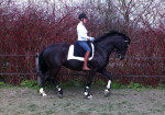 Barebackpad Support Small/ Medium op KWPN-er van 1.66 cm