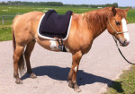 Barebackpad Support Small/Medium op Paint van 1.48 cm 