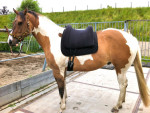 Barebackpad Support Small/ Medium op Paint van 1.55 cm