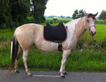 Barebackpad Support Small/ Medium op Paint van 1.50 cm