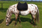 Barebackpad Support Small/ Medium op pony van 1.40 cm