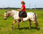 Barebackpad Support Small/ Medium op pony van 1.40 cm