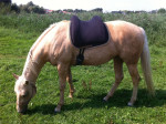 barebackpad Support Small/ Medium op Quarter van 1.55 cm