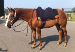 Barebackpad Support Small/ Medium op Paint van 1.40 cm