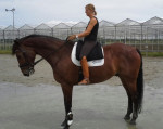 Barebackpad Support Small/ Medium op paard van 1.76 cm