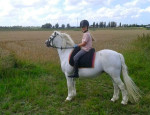 Barebackpad Support Small/ Medium op een pony van 1.19