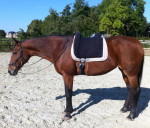 Barebackpad Support Small/Medium op draver van 1.60 cm