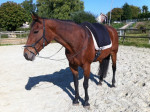 Barebackpad Support Small/Medium op draver van 1.60 cm