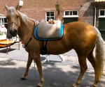 Barebackpad Support Small/ Medium Camel