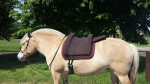 Barebackpad Support Small/Medium Bruin met padje voor hondje