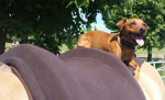 Barebackpad Support Small/Medium Bruin met padje voor hondje