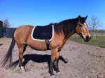 Barebackpad Basic S/M op een NRPS van 1.50