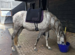 Barebackpad Support S/M op een Mangalarga Marchador 1.50