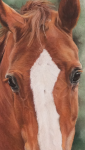 pastelkrijt op aquarelpapier