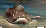 Muurschildering met acrylverf 