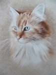 pastelkrijt op aquarelpapier