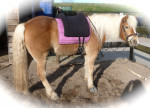 Barebackpad Support Small/ Medium op Haflinger van 1.55 cm
