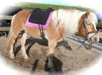 Barebackpad Support Small/ Medium op Haflinger van 1.55 cm