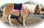 Barebackpad Support Small/ Medium op Haflinger van 1.55 cm