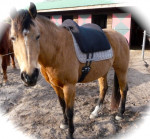 Barebackpad Support Small/ Medium op NRPS- pony van 1.50 cm