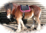Barebackpad Support Small/ Medium op een Shire van 1.75 cm