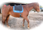 Barebackpad Support Small/ Medium op Gelders paard van 1.70 