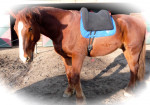 Barebackpad Support Small/ Medium op Gelders paard van 1.70 