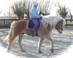 Barebackpad Support Small/ Medium op Haflinger van 1.55 cm