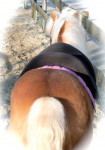 Barebackpad Support Small/ Medium op Haflinger van 1.55 cm
