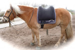 Barebackpad Support Large op Haflinger van 1.55  cm