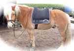 Barebackpad Support Large op Haflinger van 1.55  cm