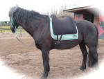 Barebackpad Support Large op IHW van 1.56 cm
