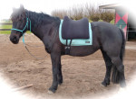 Barebackpad Support Large op IHW van 1.56 cm