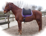Barebackpad Support Large op Gelders paard van 1.70 