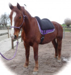 Barebackpad Support Large op Gelders paard van 1.70 