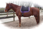 Barebackpad Support Large op Gelders paard van 1.70 