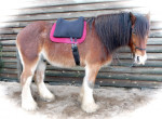 Barebackpad Support Large op een Shire van 1.75 cm